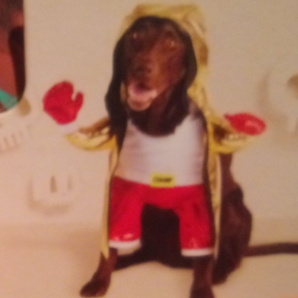 New‎ dog costume